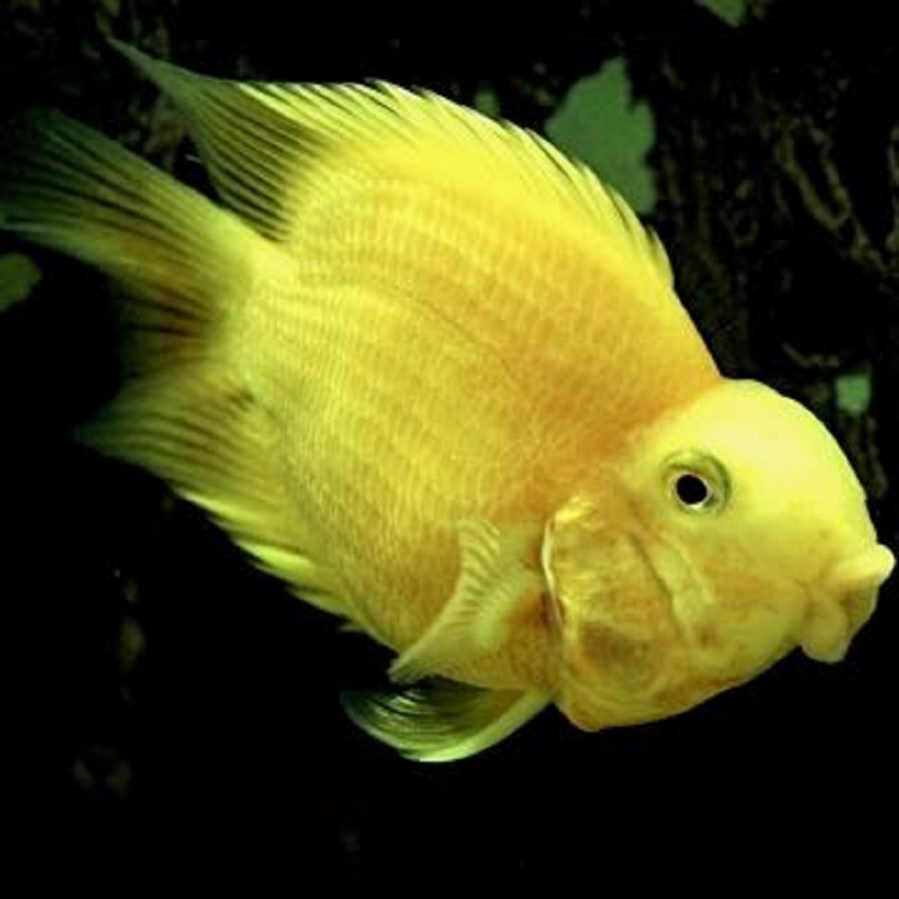 Cichlasoma specie yellow parrot - Yellow parrot cichlid 6-8 cm - Zuid-A